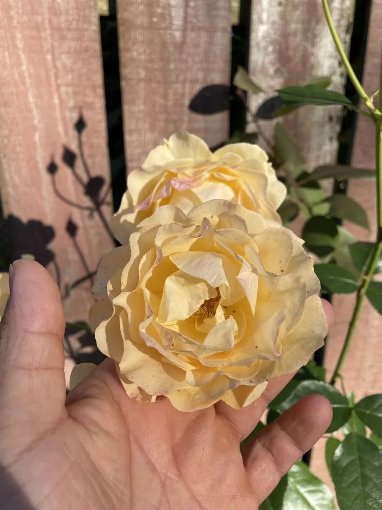 Professional garden landscaping near you across Phoenix, AZ - HDZ Irrigation