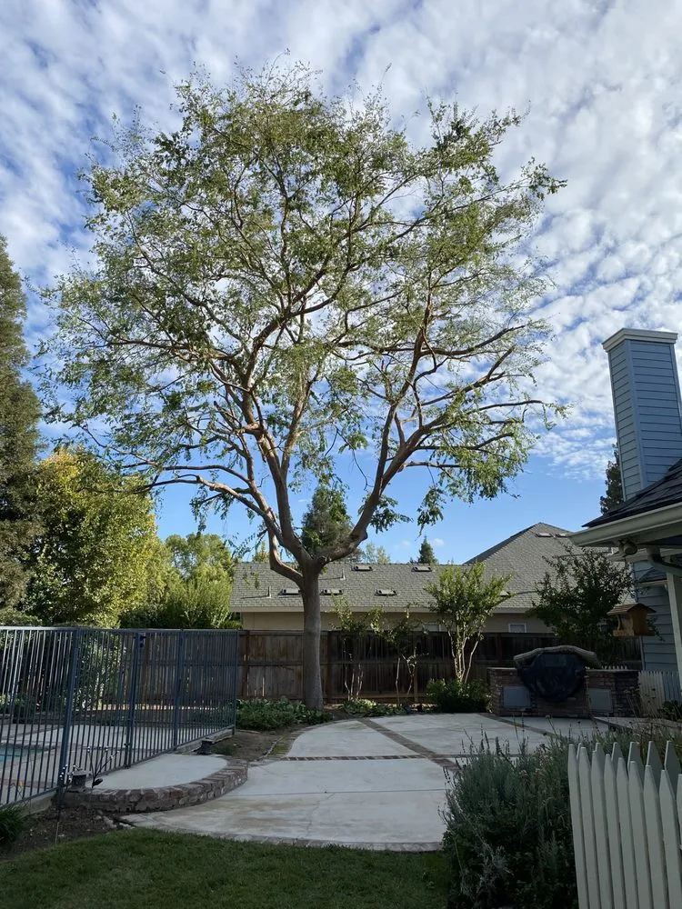 Affordable yard maintenance in Fresno, CA - Hdz Tree Services