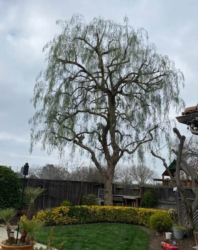 Local residential landscaping with custom design in Fresno, CA by Hdz Tree Services