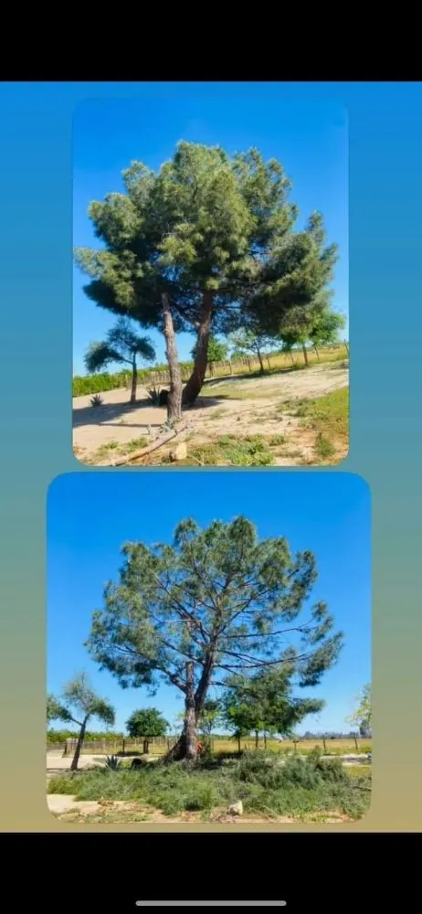 Professional outdoor landscaping experts serving Fresno, CA - Hdz Tree Services