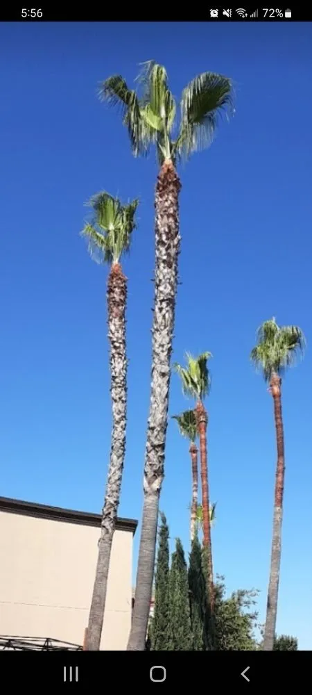 Local garden landscaping for outdoor upgrades in Fresno, CA by Hdz Tree Services