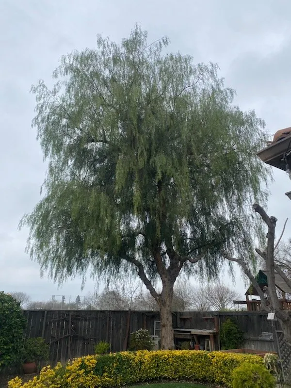 Trusted landscape design for residential properties in Fresno, CA by Hdz Tree Services