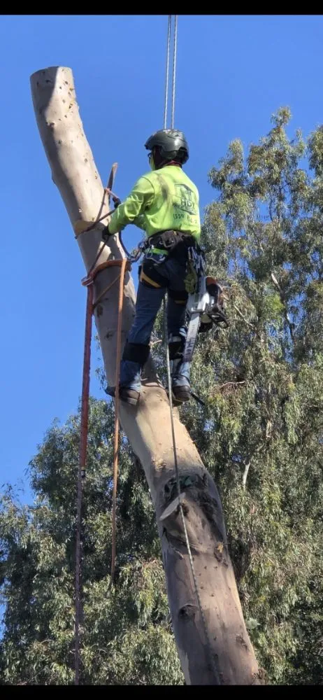 Affordable landscape installation experts serving Fresno, CA - Hdz Tree Services