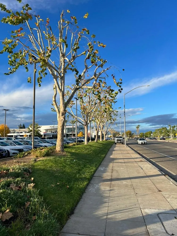 Top-rated landscape installation for year-round maintenance in Fresno, CA by Hdz Tree Services