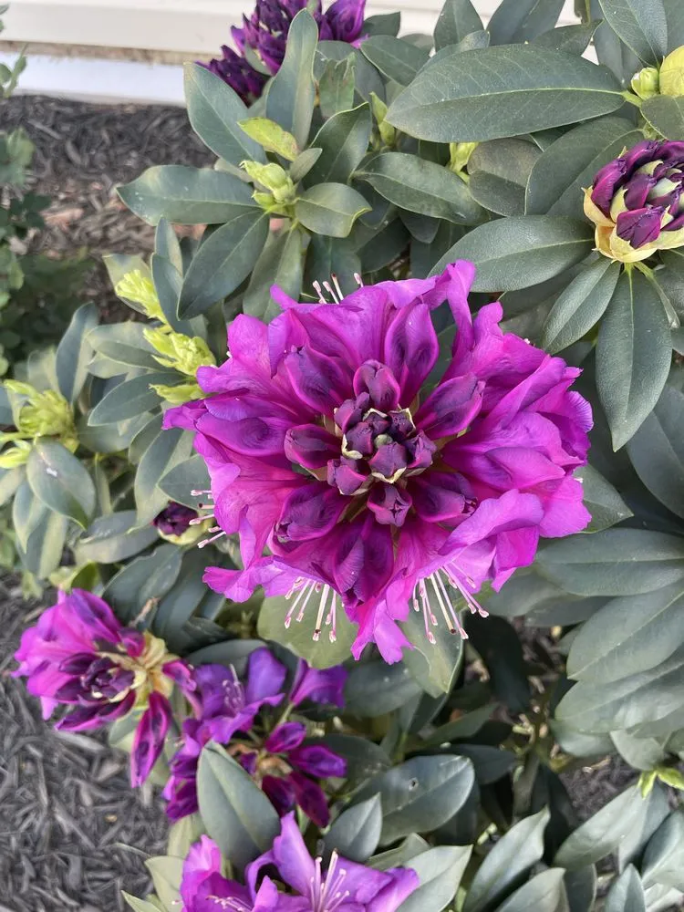 Local outdoor landscaping in Nashville, NC by He Cutz Landscap’N