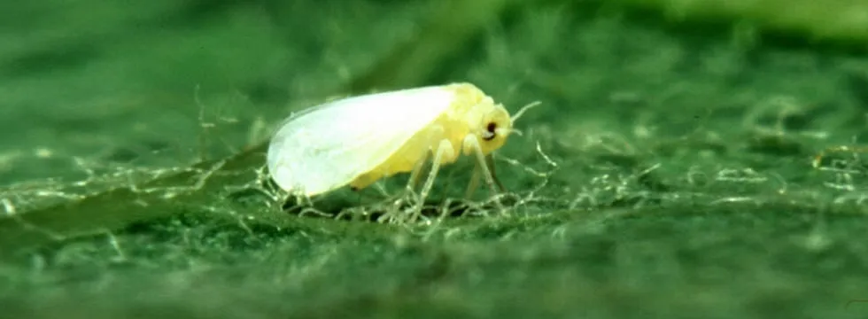 Affordable yard maintenance in Lahaina, HI by He-Man Landscaping