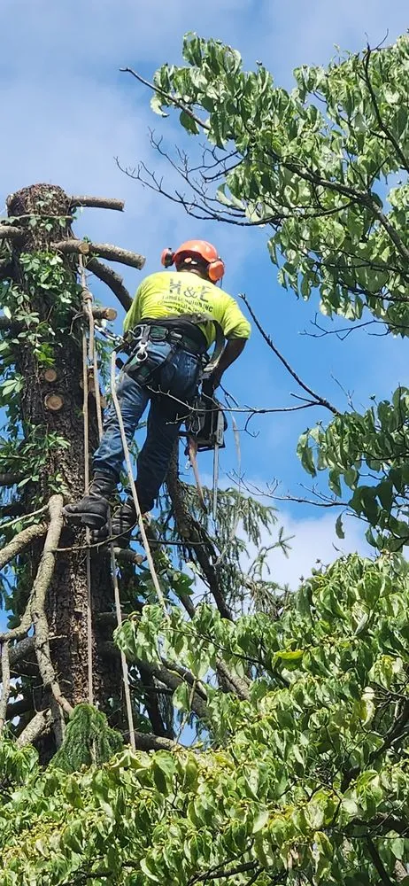 Expert lawn care service for homes in Silver Spring, MD by H&E Tree Service & Landscaping