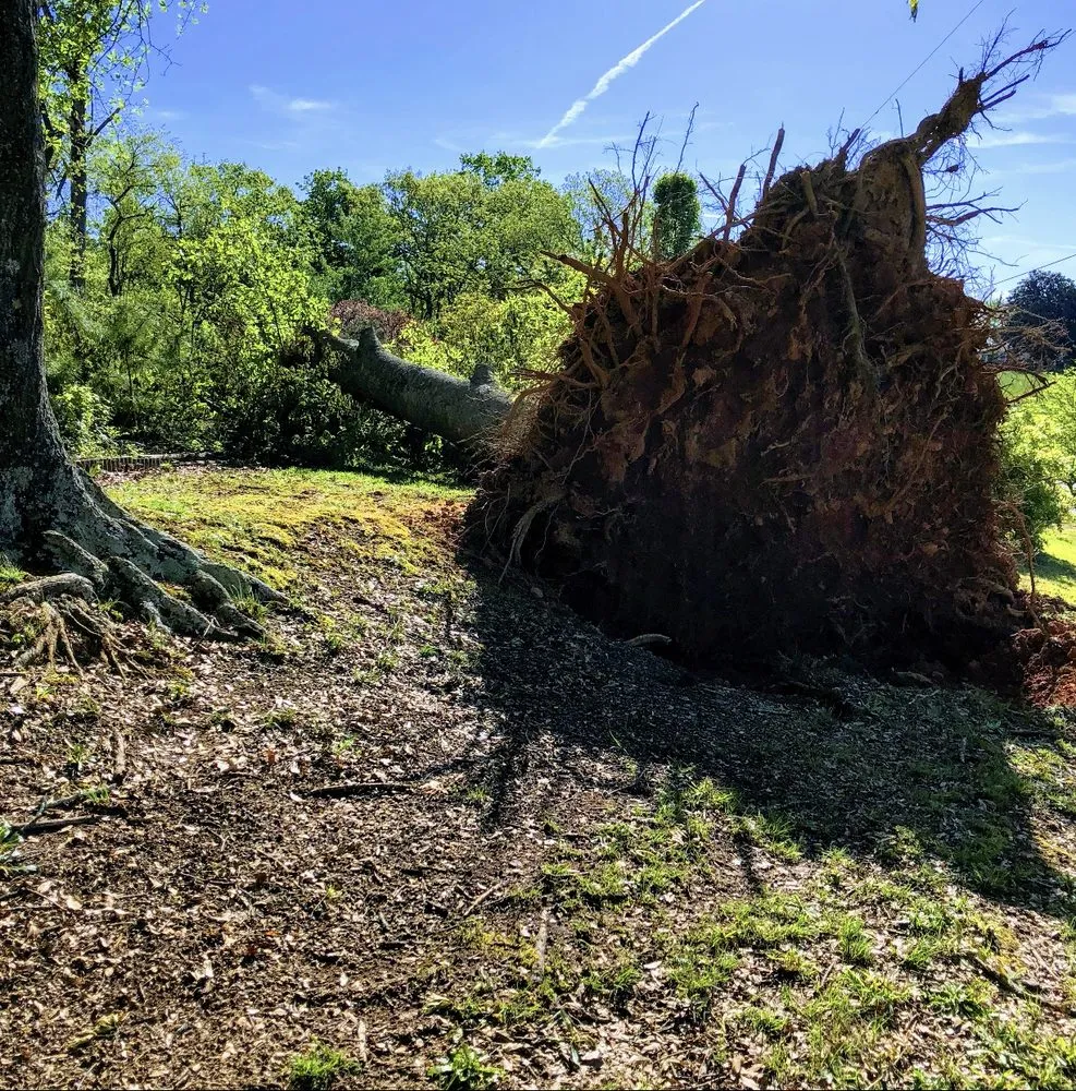 Affordable yard cleanup service experts serving Gainesville, GA - Head Tree Service