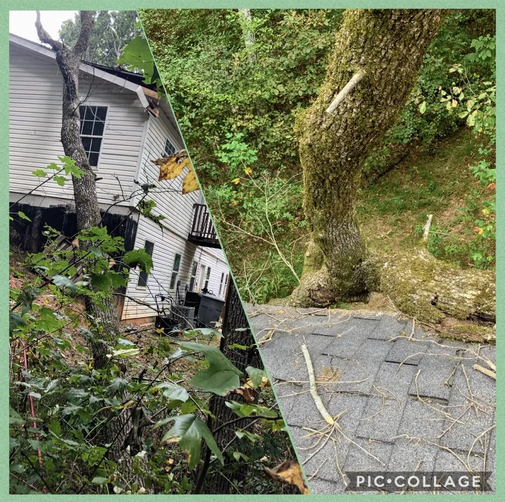 Reliable yard cleanup service in Gainesville, GA - Head Tree Service