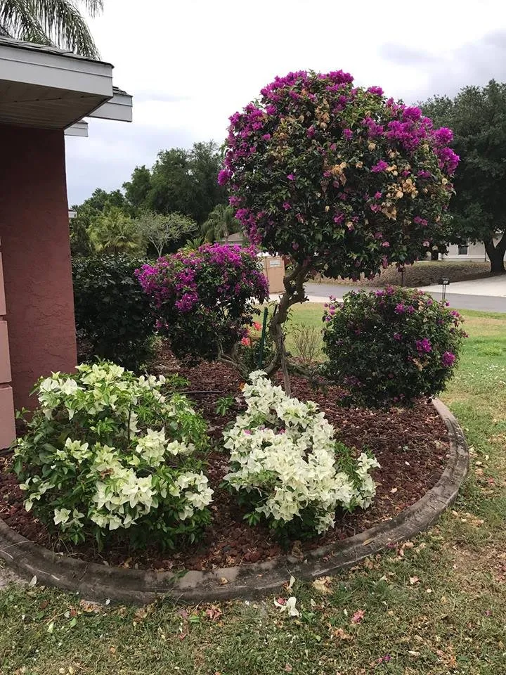 Expert outdoor landscaping for residential properties in North Port, FL by Headley's Lawn Care