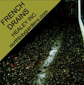 Trusted yard maintenance for homes across Santa Rosa, CA - Healey