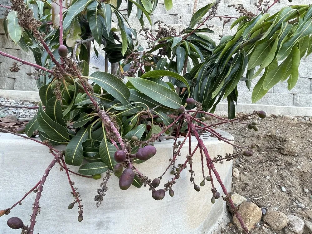 Reliable landscape installation in Dana Point, CA - Healing Gardens Landscaping