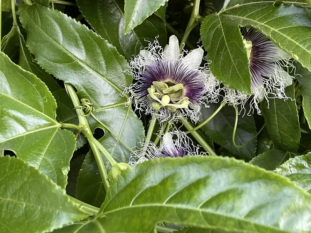 Local landscaping services with custom design across Dana Point, CA - Healing Gardens Landscaping