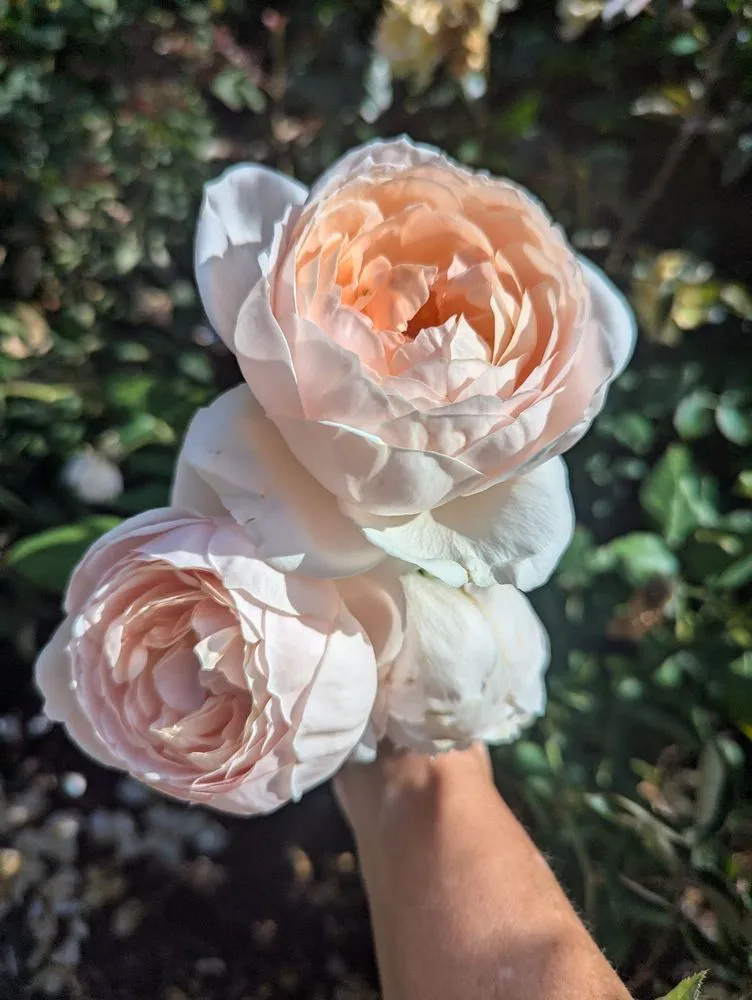 Trusted lawn mowing service for beautiful yards in Dana Point, CA by Healing Gardens Landscaping