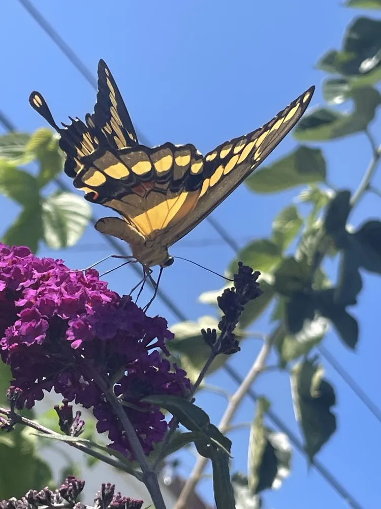 Affordable yard cleanup service for year-round maintenance in Dana Point, CA by Healing Gardens Landscaping