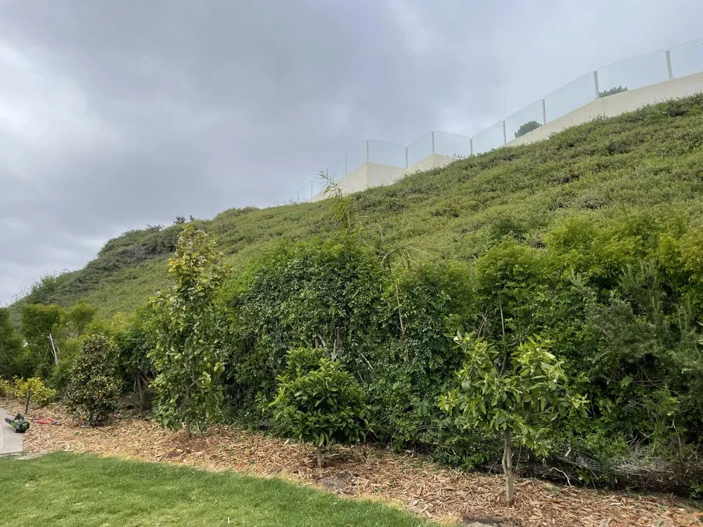 Professional residential landscaping in Dana Point, CA by Healing Gardens Landscaping