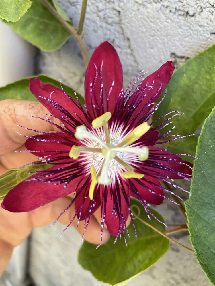 Expert lawn care service experts serving Dana Point, CA - Healing Gardens Landscaping