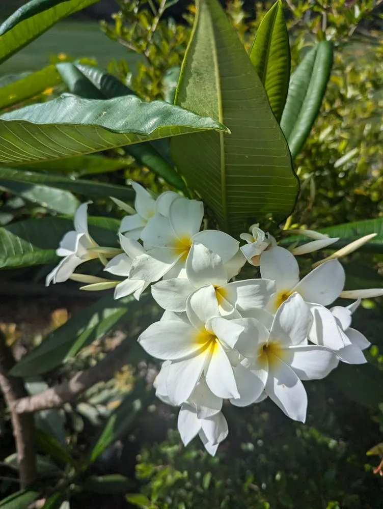 Expert garden landscaping in Dana Point, CA - Healing Gardens Landscaping