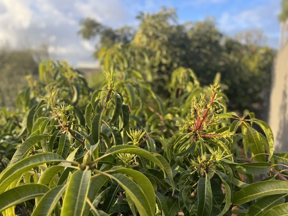 Local residential landscaping near you across Dana Point, CA - Healing Gardens Landscaping