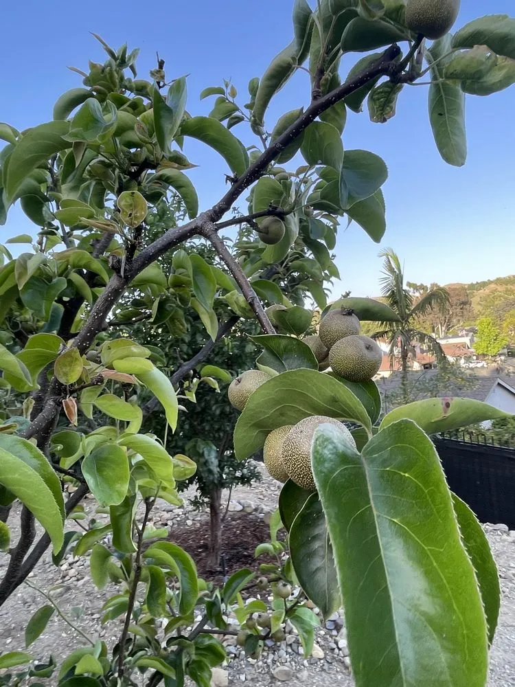 Expert yard maintenance experts serving Dana Point, CA - Healing Gardens Landscaping