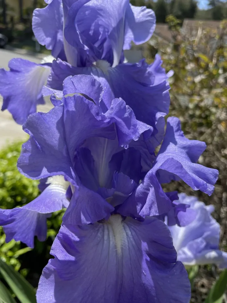 Affordable yard cleanup service for outdoor upgrades across Dana Point, CA - Healing Gardens Landscaping