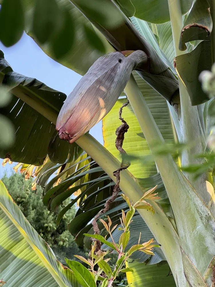 Professional landscape installation experts serving Dana Point, CA - Healing Gardens Landscaping