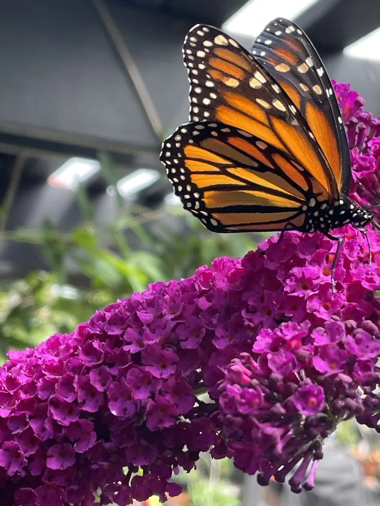 Custom residential landscaping near you in Dana Point, CA by Healing Gardens Landscaping