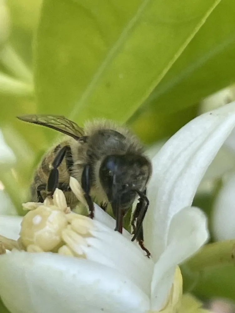 Local residential landscaping in Dana Point, CA by Healing Gardens Landscaping