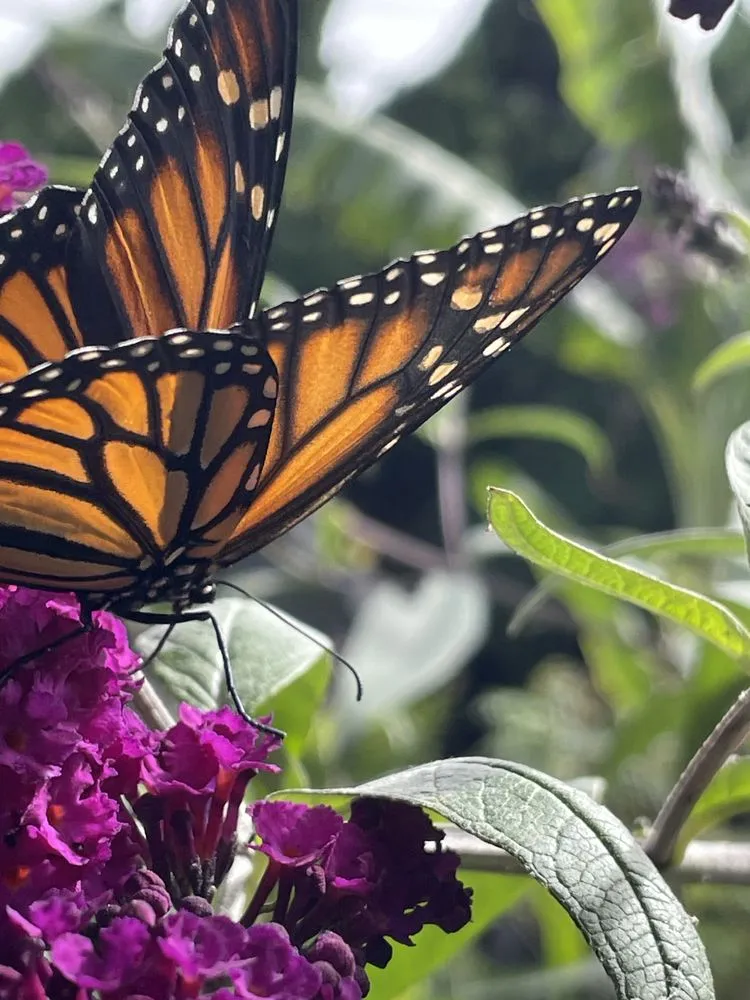 Expert yard maintenance for year-round maintenance in Dana Point, CA by Healing Gardens Landscaping