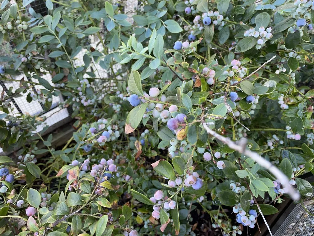 Trusted yard cleanup service for outdoor upgrades across Dana Point, CA - Healing Gardens Landscaping