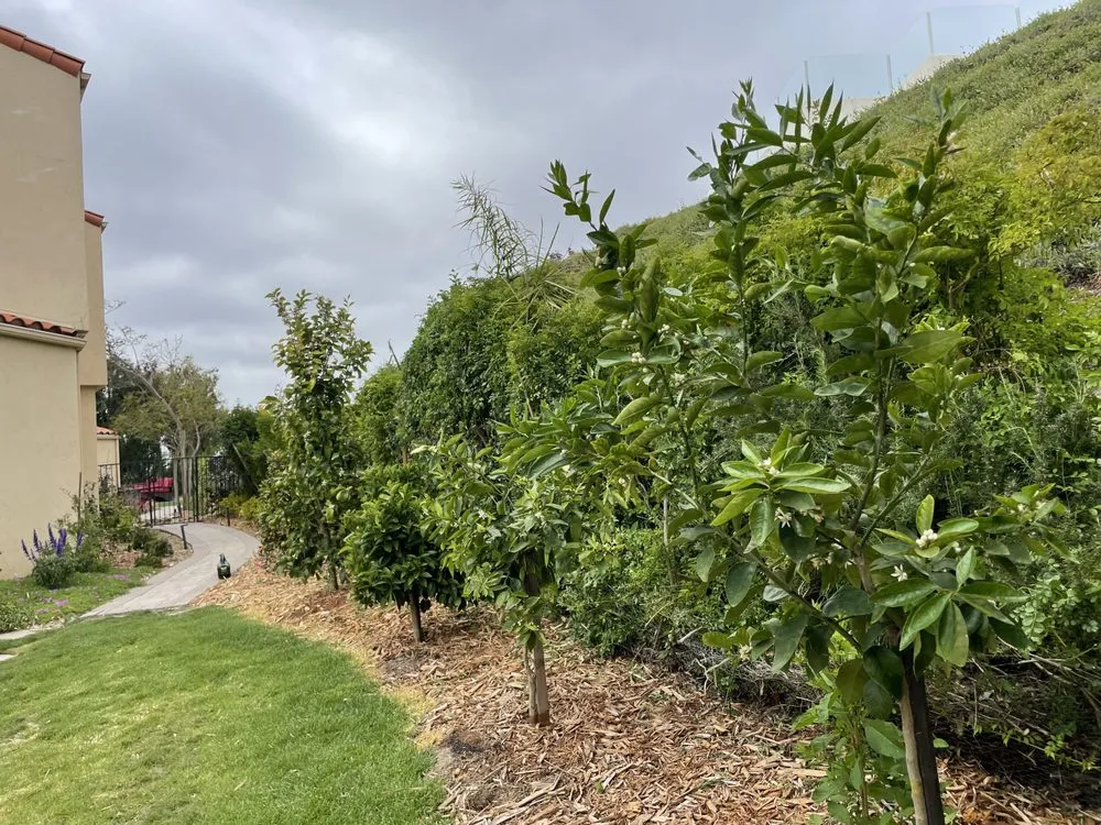 Top-rated residential landscaping experts serving Dana Point, CA - Healing Gardens Landscaping