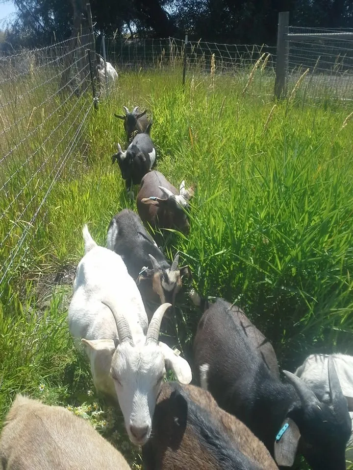 Professional residential landscaping experts serving Edwall, WA - Healing Hooves