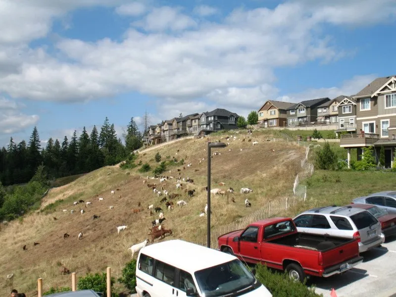 Professional yard cleanup service experts serving Edwall, WA - Healing Hooves