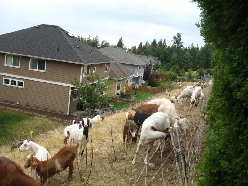 Local lawn care service in Edwall, WA - Healing Hooves