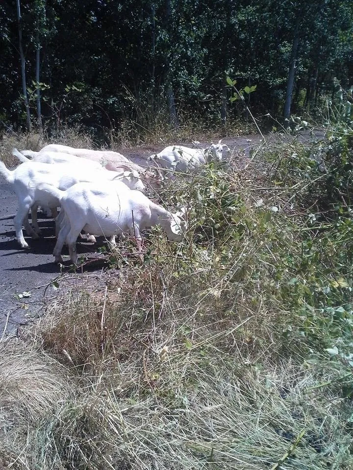 Trusted yard maintenance for year-round maintenance in Edwall, WA by Healing Hooves