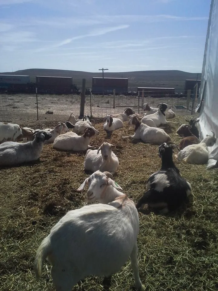 Local outdoor landscaping experts serving Edwall, WA - Healing Hooves
