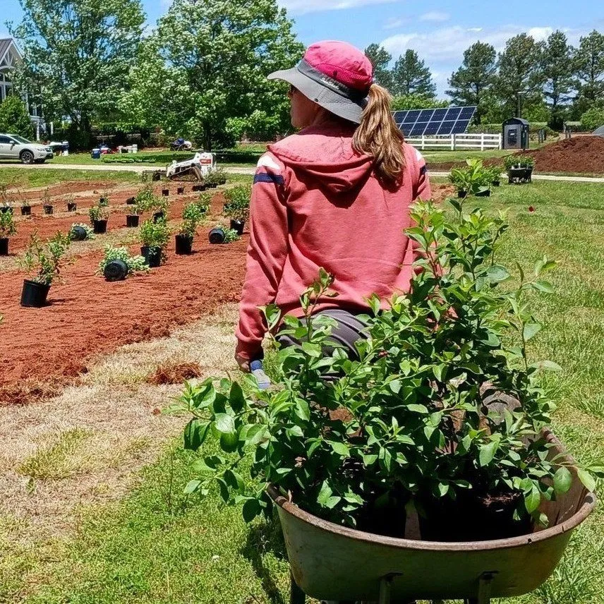 Trusted yard cleanup service in Asheville, NC - Healing Roots Design