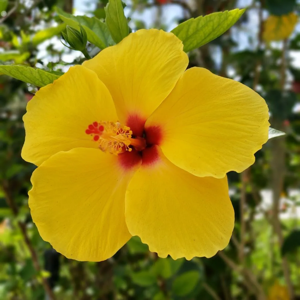 Reliable residential landscaping for residential properties across Plant City, FL - Health E Scape