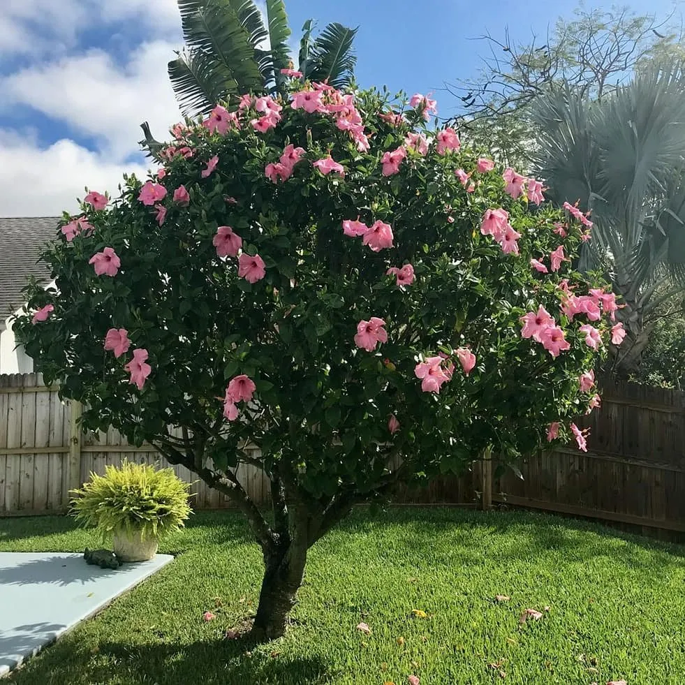 Affordable yard maintenance for residential properties in Plant City, FL by Health E Scape