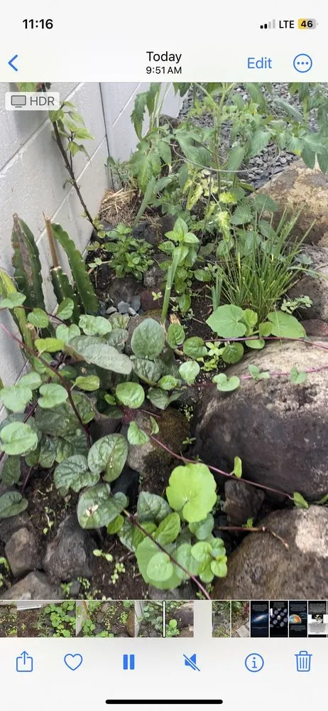 Professional landscape installation for outdoor upgrades across Waimanalo, HI - Healthy Habitats