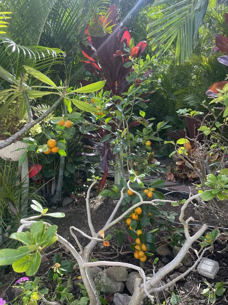 Reliable outdoor landscaping experts serving Waimanalo, HI - Healthy Habitats