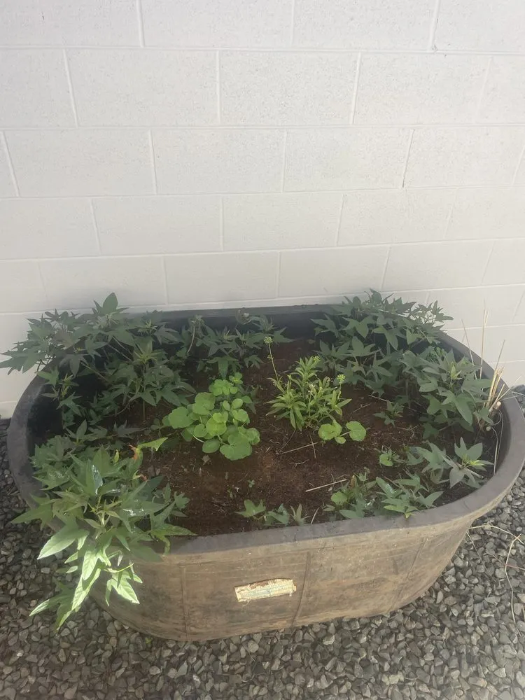 Affordable landscape installation for year-round maintenance in Waimanalo, HI by Healthy Habitats