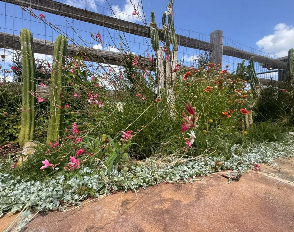 Local landscape design in Waimanalo, HI by Healthy Habitats