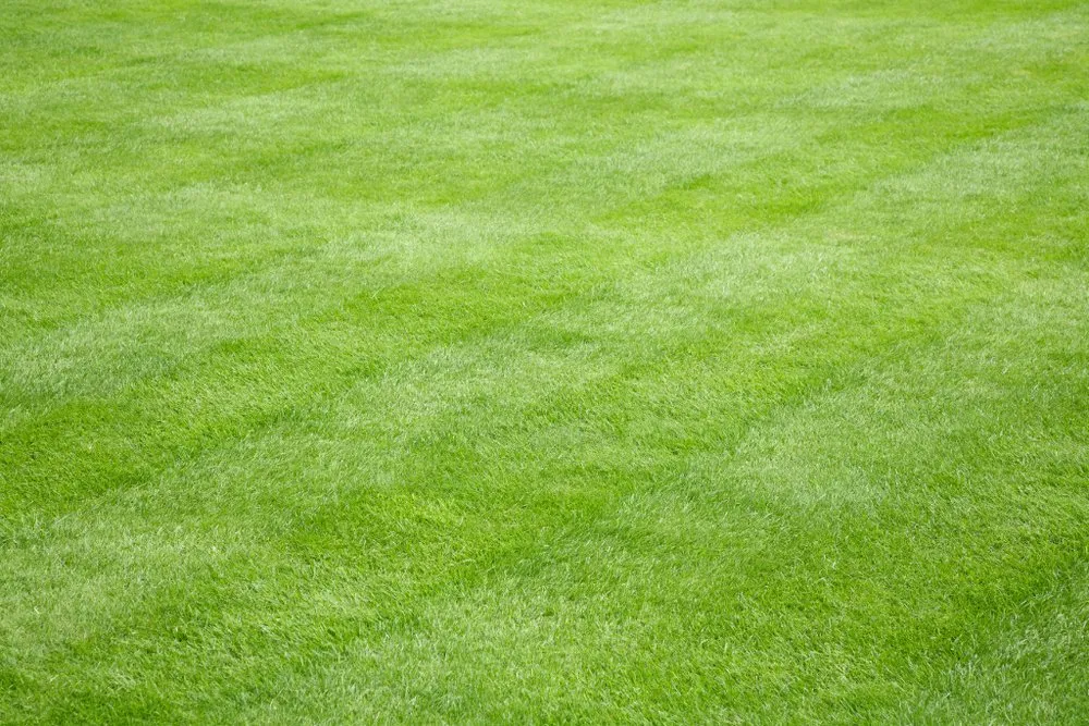 Affordable landscaping services in Monroe Township, NJ by Healthy Lawn