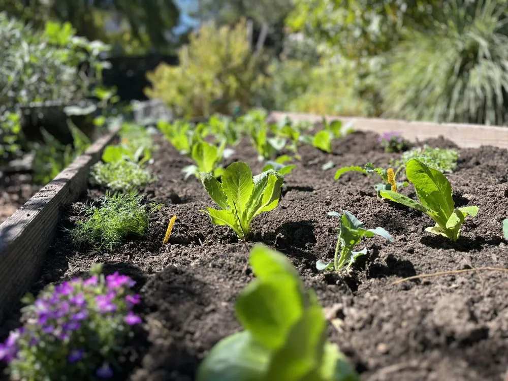 Affordable yard cleanup service in Santa Cruz, CA by Healthy Roots