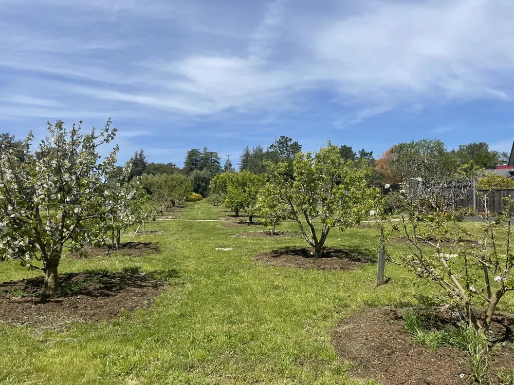 Reliable lawn care service for year-round maintenance across Santa Cruz, CA - Healthy Roots