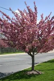 Local yard maintenance near you in Woburn, MA by Healthy Trees