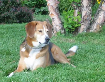 Professional landscape design in Huntington, WV - Heard Green Lawns