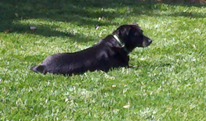 Reliable landscape design for residential properties across Huntington, WV - Heard Green Lawns