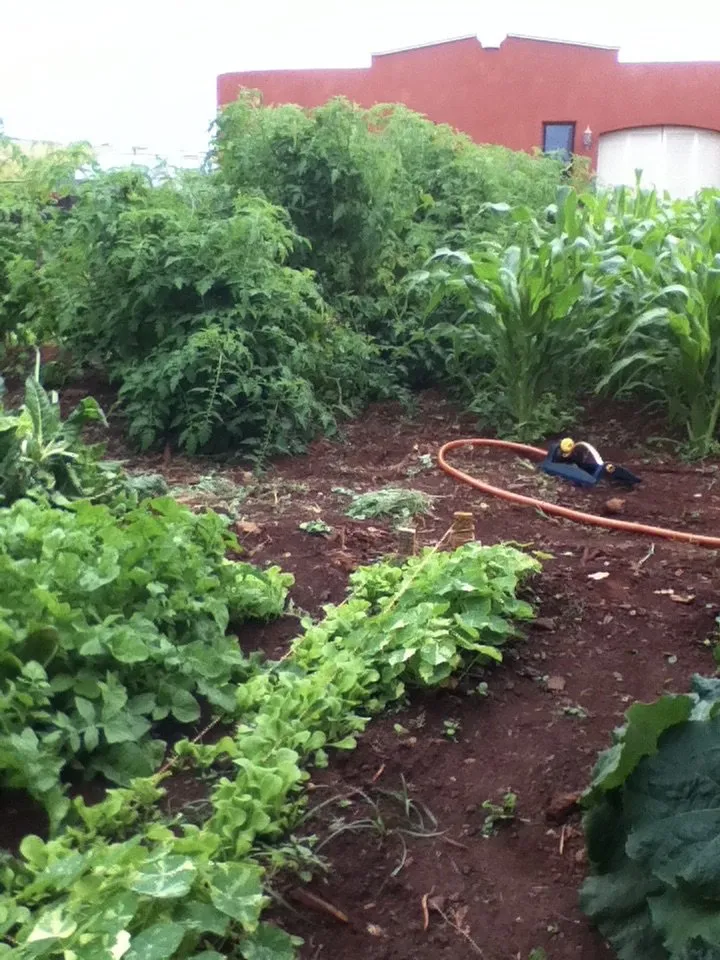 Local residential landscaping for homes across Kilauea, HI - Heart & Soul Organics